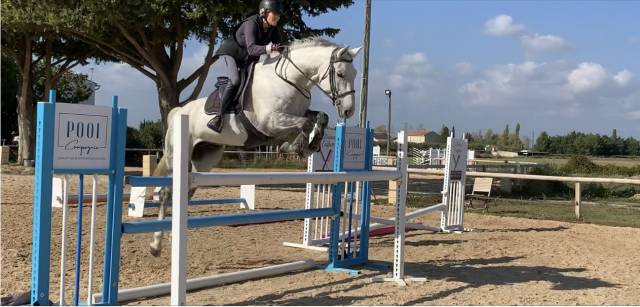Cheval cso demi-pension