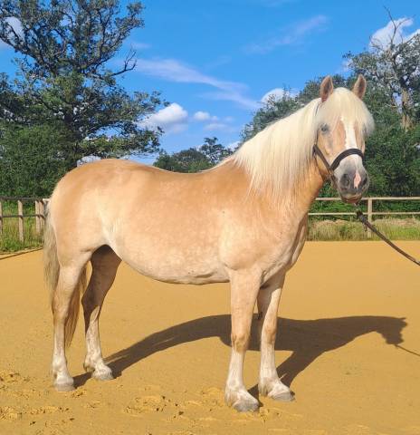 Jument haflinger pp 14ans