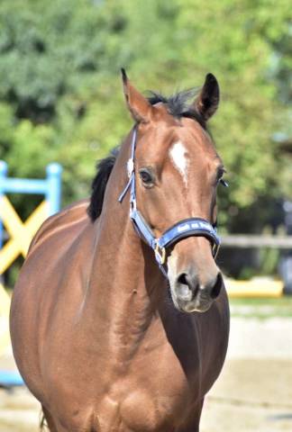 Poney grand prix à vendre/louer