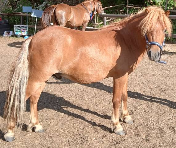 Poney shetland 