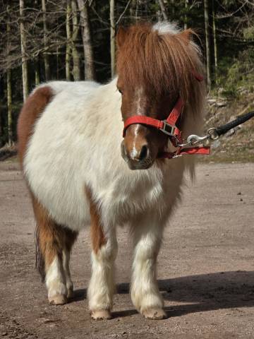 Poney shetland hongre 