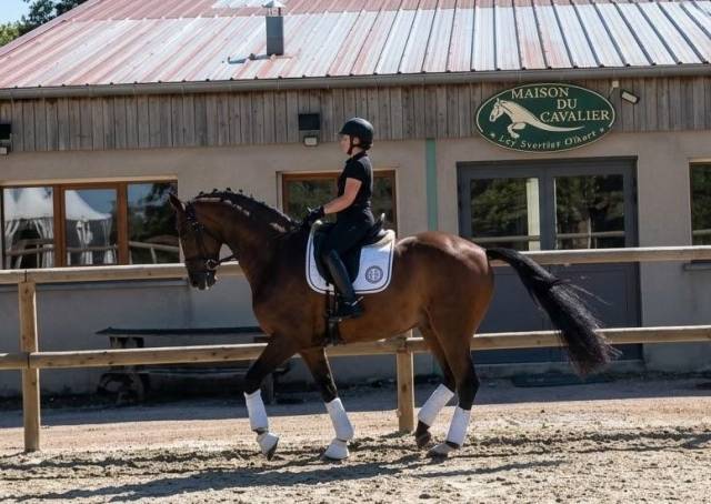 Hongre - hanovrien - 9 ans - dressage - psg - france