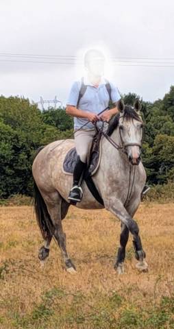Superbe jument 4 ans par chacco white