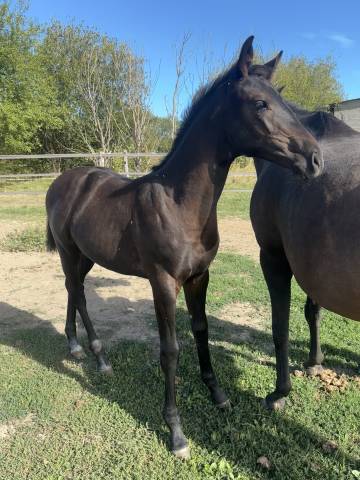 Sf (casall x cornet)