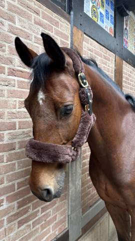 Cheval de sport bai à vendre