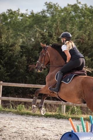 Cheval à pendre en pension