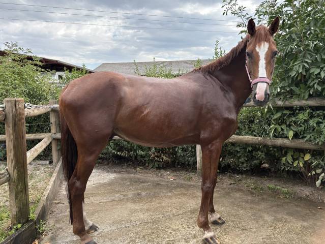Jeune hongre 5 ans – sport – riom (63)