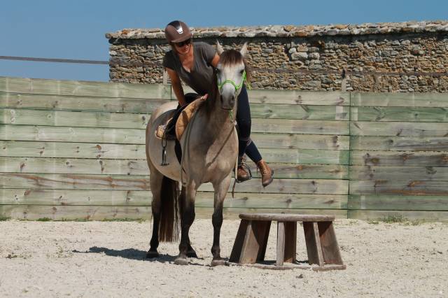 Accompagnement du propriétaire de poulain/ jeune cheval