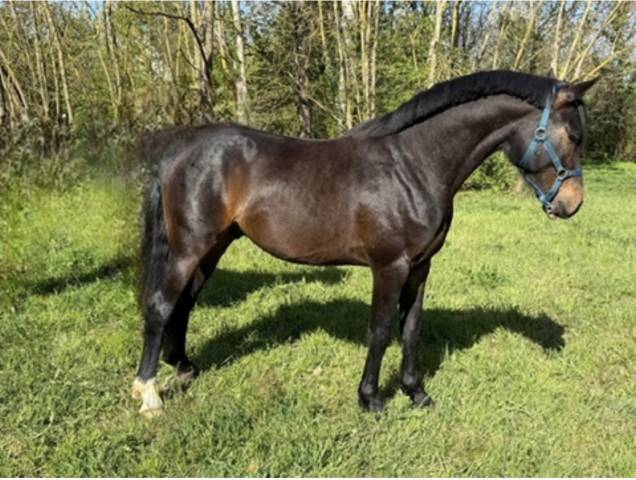 Magnifique zangersheide 