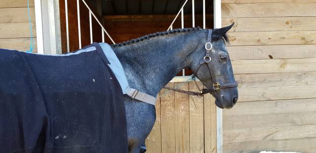 Poulinières poneys a vendre pleines de hatov cordailla