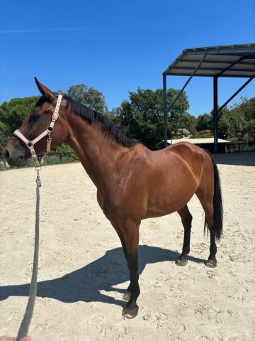 à vendre 9 ans sortie 115