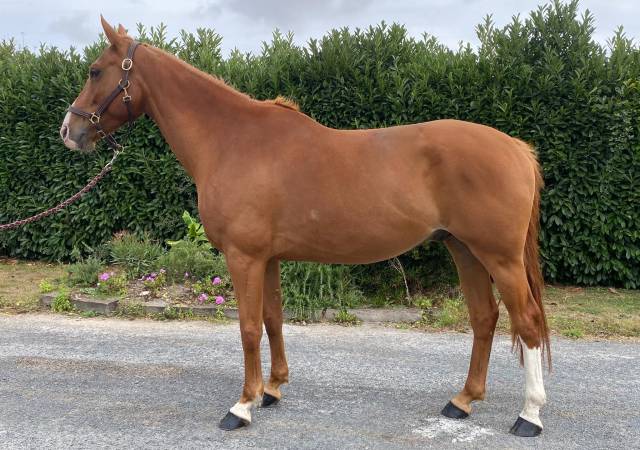 Cheval amateur elite +++