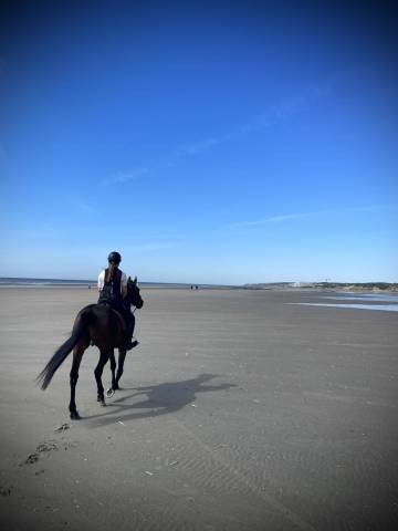 Cherche cavalier(e)