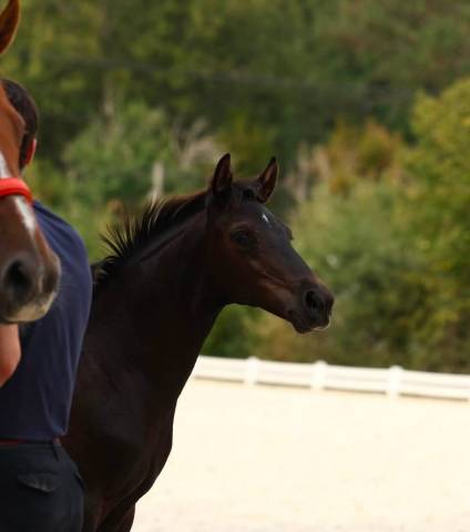 Magnifique pouliche de dressage 