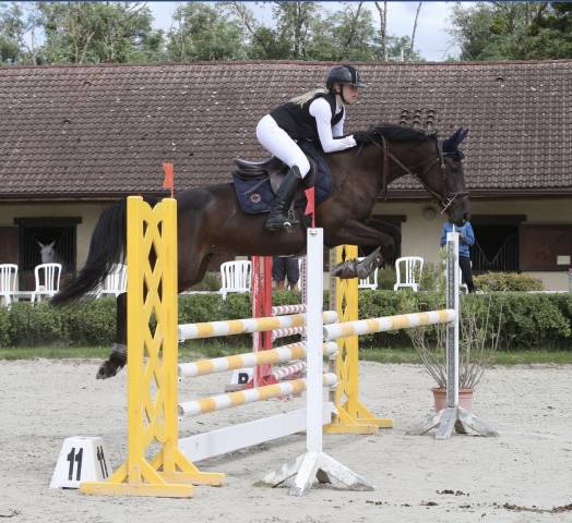 Jument selle français 8 ans