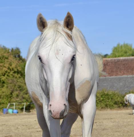 Paint horse 1 an 