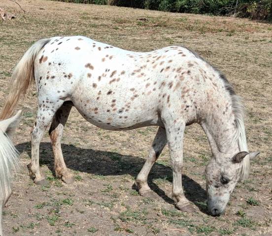 Poney shetland