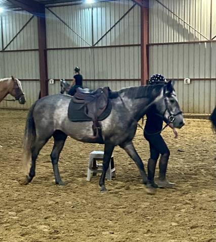 Connemara 4 ans