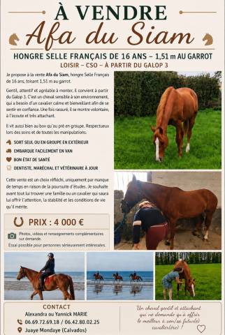 Afa du siam selle français de 16 ans 