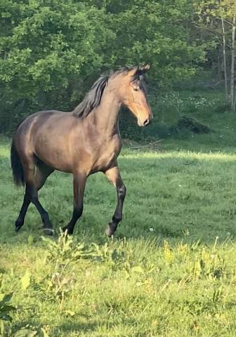 Pure race espagnole pp 