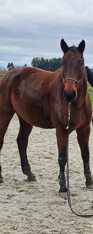 Cheval retraité à donner pour compagnie