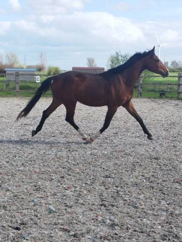 Hongre - oldenbourg - 3 ans - dressage - belgique
