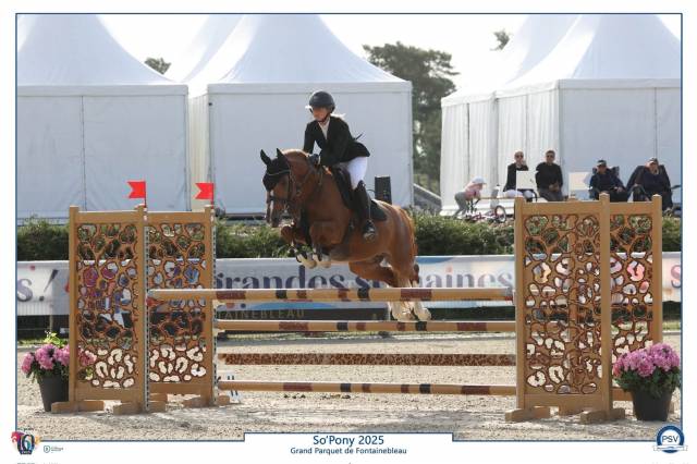 Poney hongre 7 ans