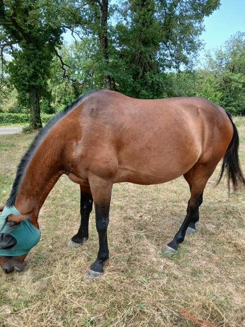 Cheval de loisir 