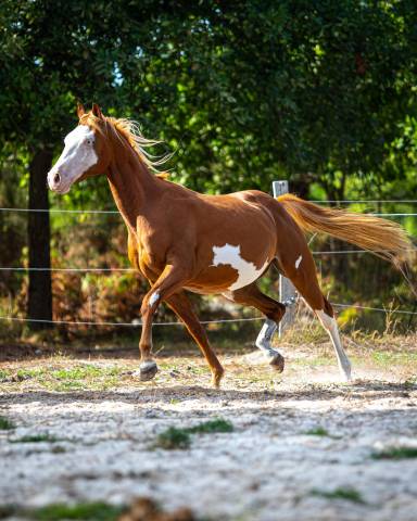 Magnifique poulain paint horse pp