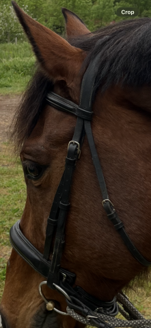 Filet dressage noir 