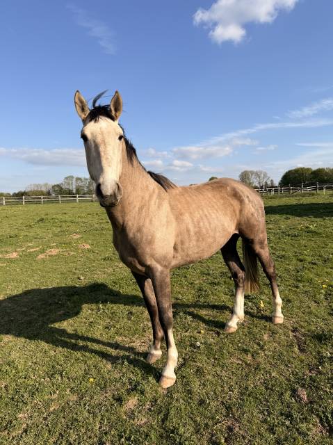 Cheval de 3 ans