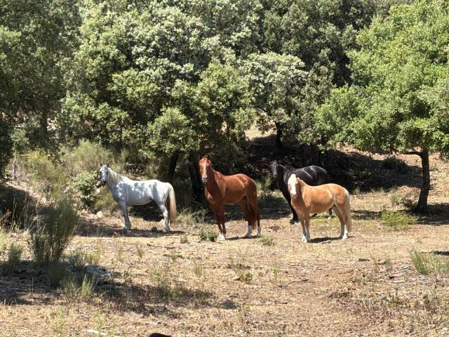 Pension chevaux en troupeau 15 hectares