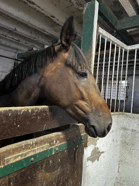 Trotteuse