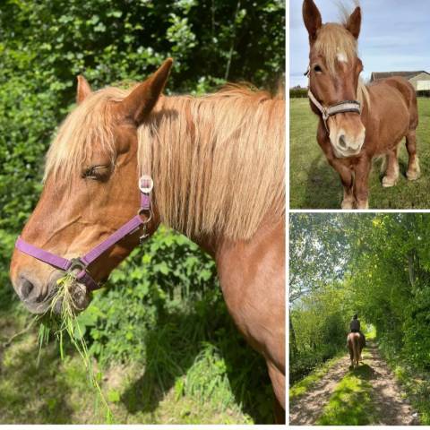 Jument trait comtoise 8 ans