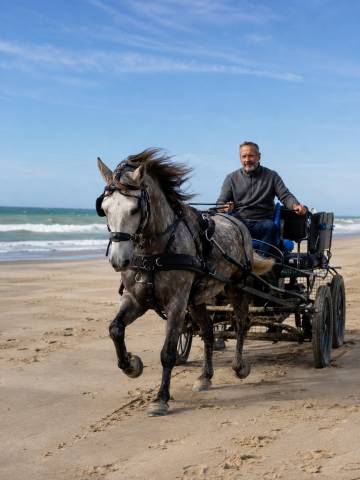 Merlin – cheval polyvalent monté et attelé