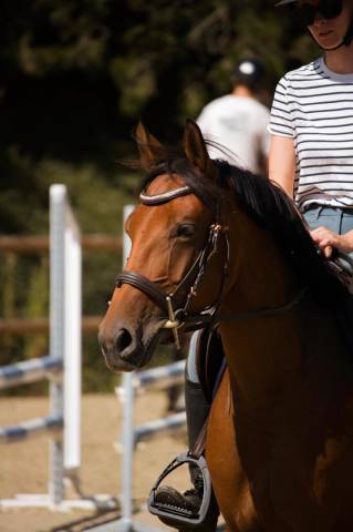 Ponette d 5 ans à vendre pour p1/elite 