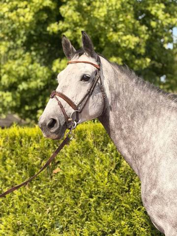 Chic jument 6 ans - berlin x diamant