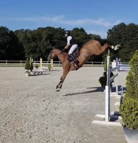 Hongre 8 ans par damiro f pour 140-145