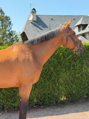 Hongre 6 ans par falko de hus