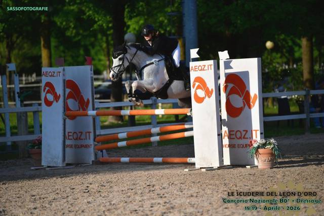 Hongre pfs poney français de selle a vendre 2008 tobiano