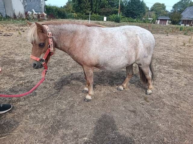 Juments shetlands pp