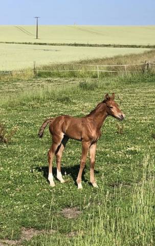 Futur poney de sport polyvalent