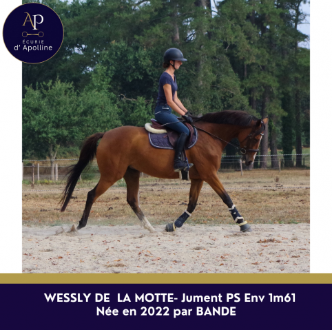 Jolie jument pur-sang 4ans 