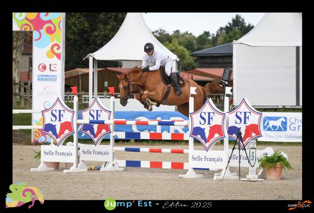 Chevaux à vendre ( 6 / 7 ans )