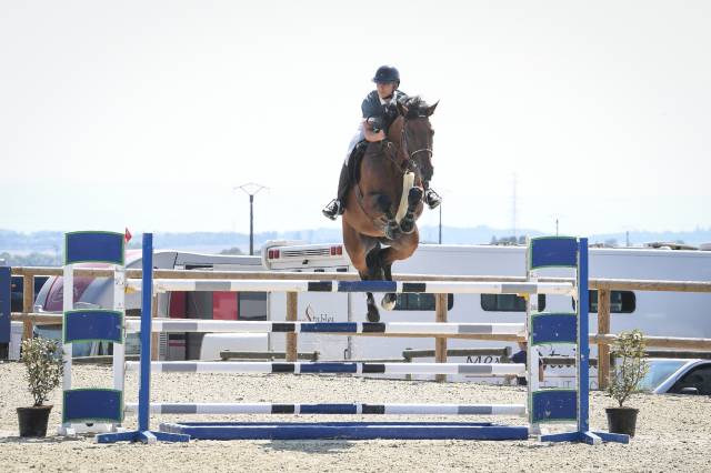 Chevaux à vendre ( 6 / 7 ans )