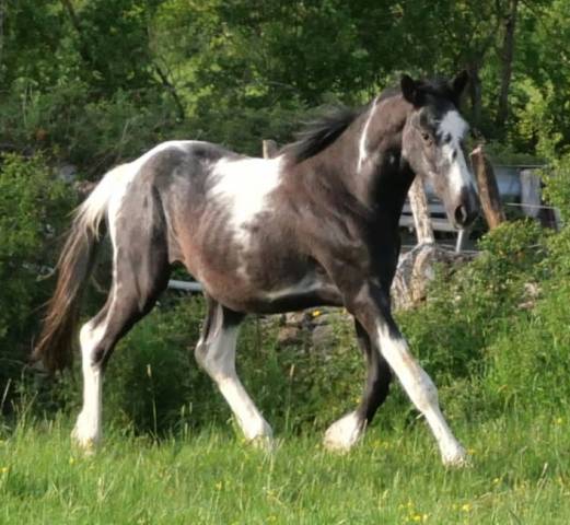 Poulain mâle 2 ans pie noir par grafenstolz