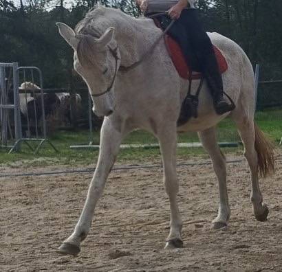 Cours d’équitation éthologique et classique 
