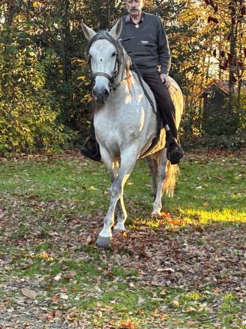 Pure rrace espagnole