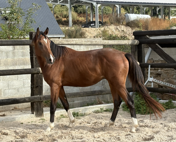 Jeune cheval cso 3 ans (entier)
