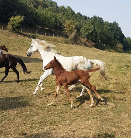 Magnifique foal à réserver 
